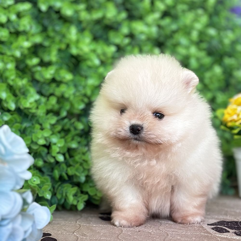 ляльковий Ведмедик шок классу