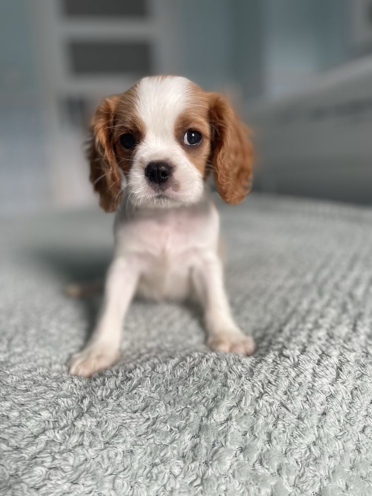Cavalier king charles spaniel