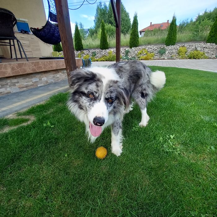 Reproduktor Border Collie  Blue Merle