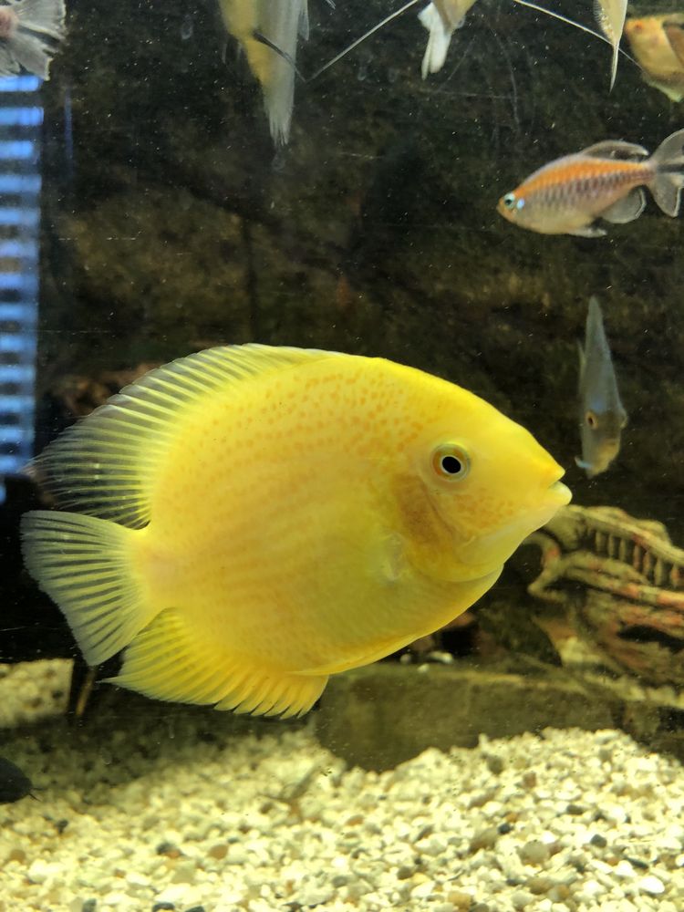2 x Ryba paletka