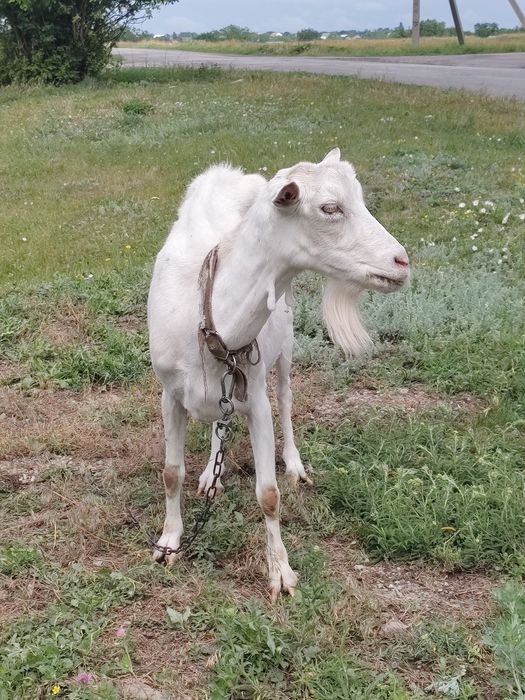 Продам козу зааненьську