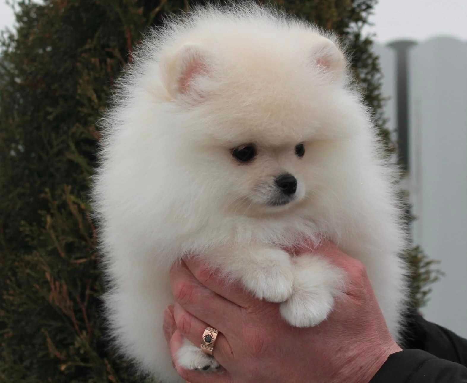 Spitz  Alemão Anão / Lulu da Pomerânia   MACHO com  LOP e AFIXO