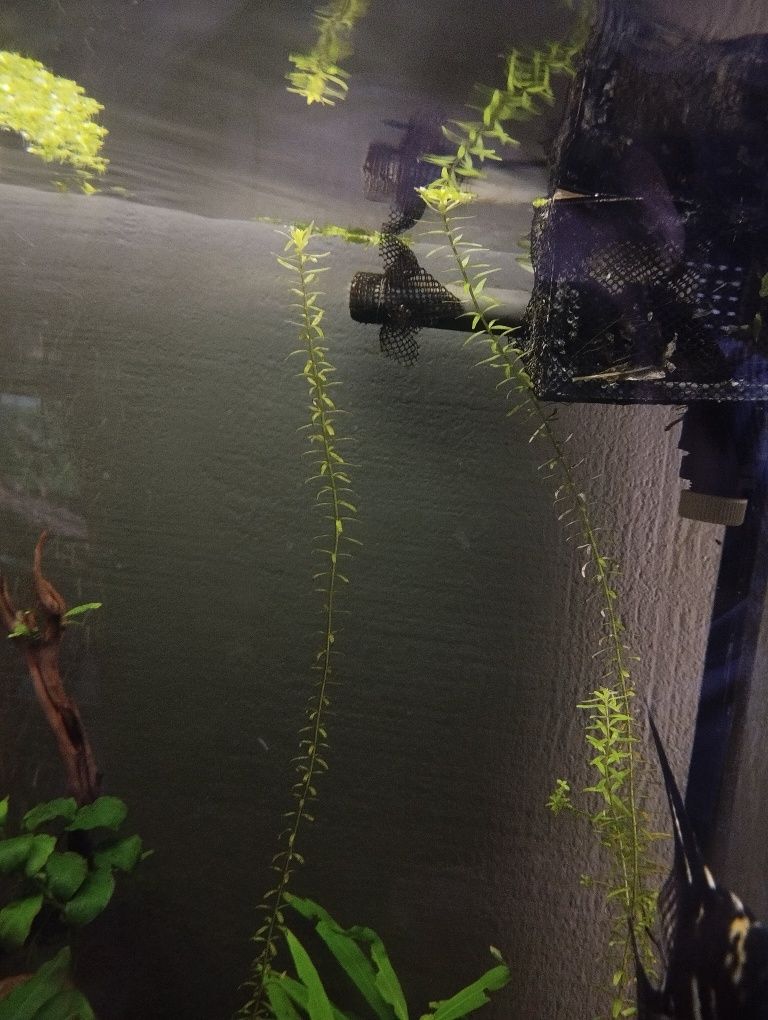 Planta para aquário - Rotala rotundifolia