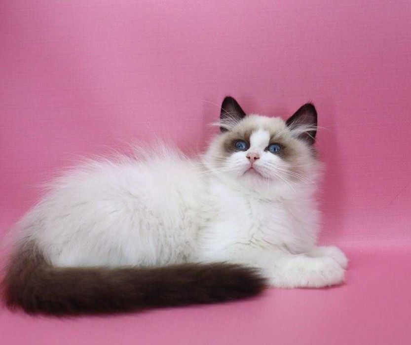 Красавчик с прививками и хорошими манерами-Ragdoll//Регдолл.