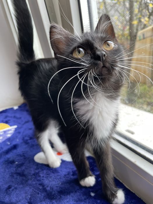 Кіт, кошеня, кошенятко, в пошуках свмʼї