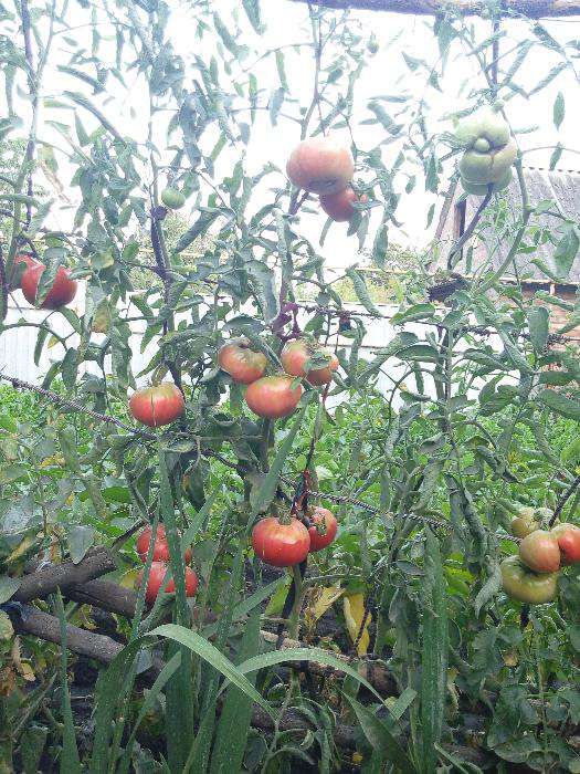 Семена помидоров "Розовый высокорослый крупноплодный "