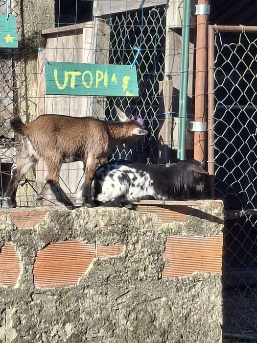 Cabritos anões muito bonitos e bem tratados,  desparasitados