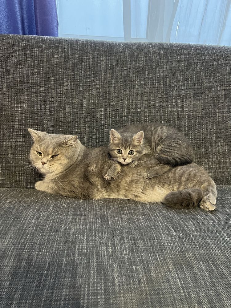 Вязка шотландский кот