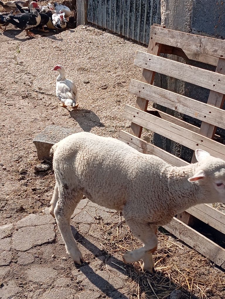Ovelha e borrega