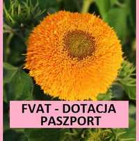 nasiona Słonecznik ozdobny kwiat cięty SunGold * faktura - paszport