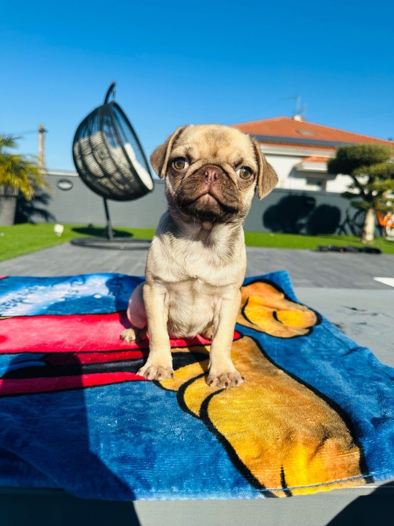 Pug Carlin menina