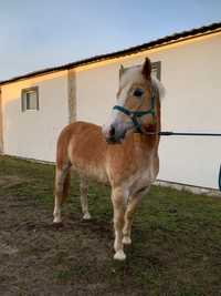 Piękna klacz Haflinger - grzeczna, ułożona, dla dzieci