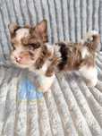 ZICO piesek Chocoberry Yorkshire Terrier York