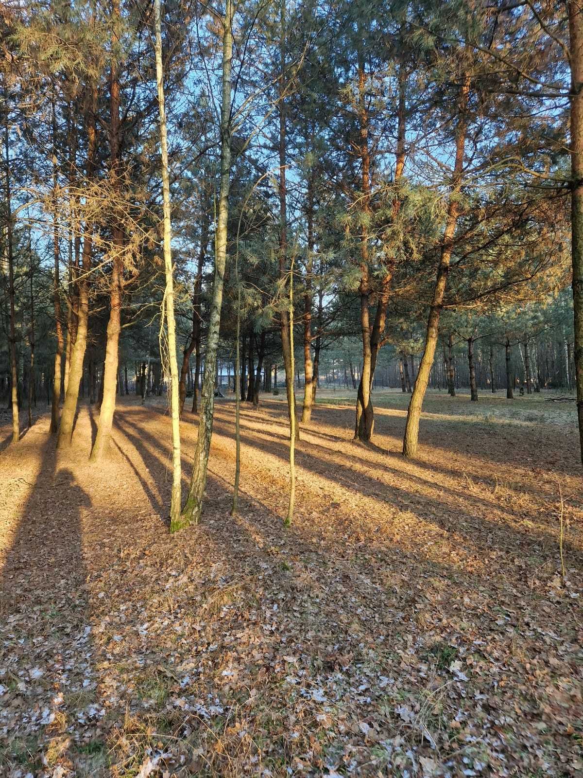 Piękna działka budowlana w lesie