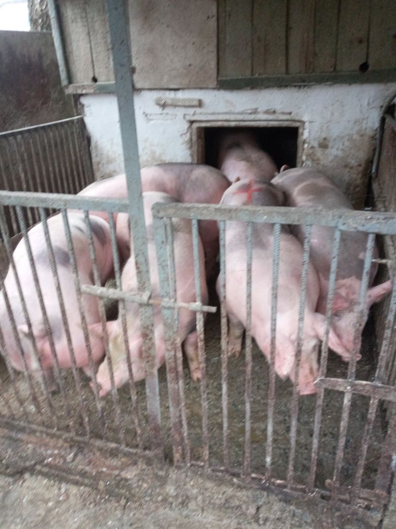 Продам свинi живим або битим