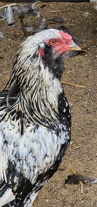 Kogut Arakuana bezogonista