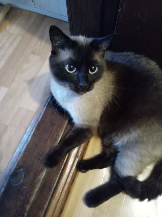 Пропав сіамський дорослий стерілізований кіт