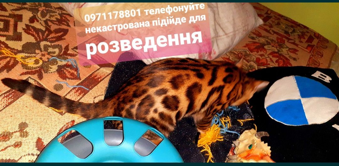 бенгалочка зігріє теплом Вашу домівку та душу.