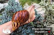 Olbrzymie Archachatina marginata ovum XXL Ślimak Achatina Lissachatina