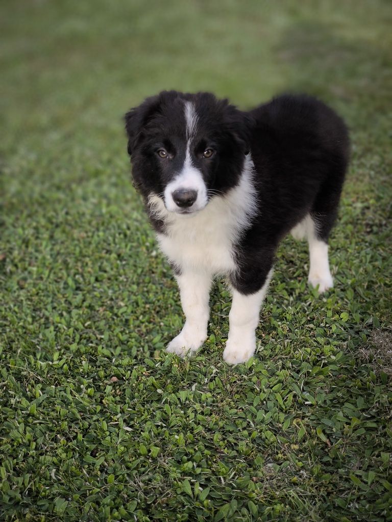 Border collie ZKWP FCI piesek