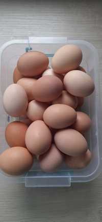 Свіжі домашні яйця