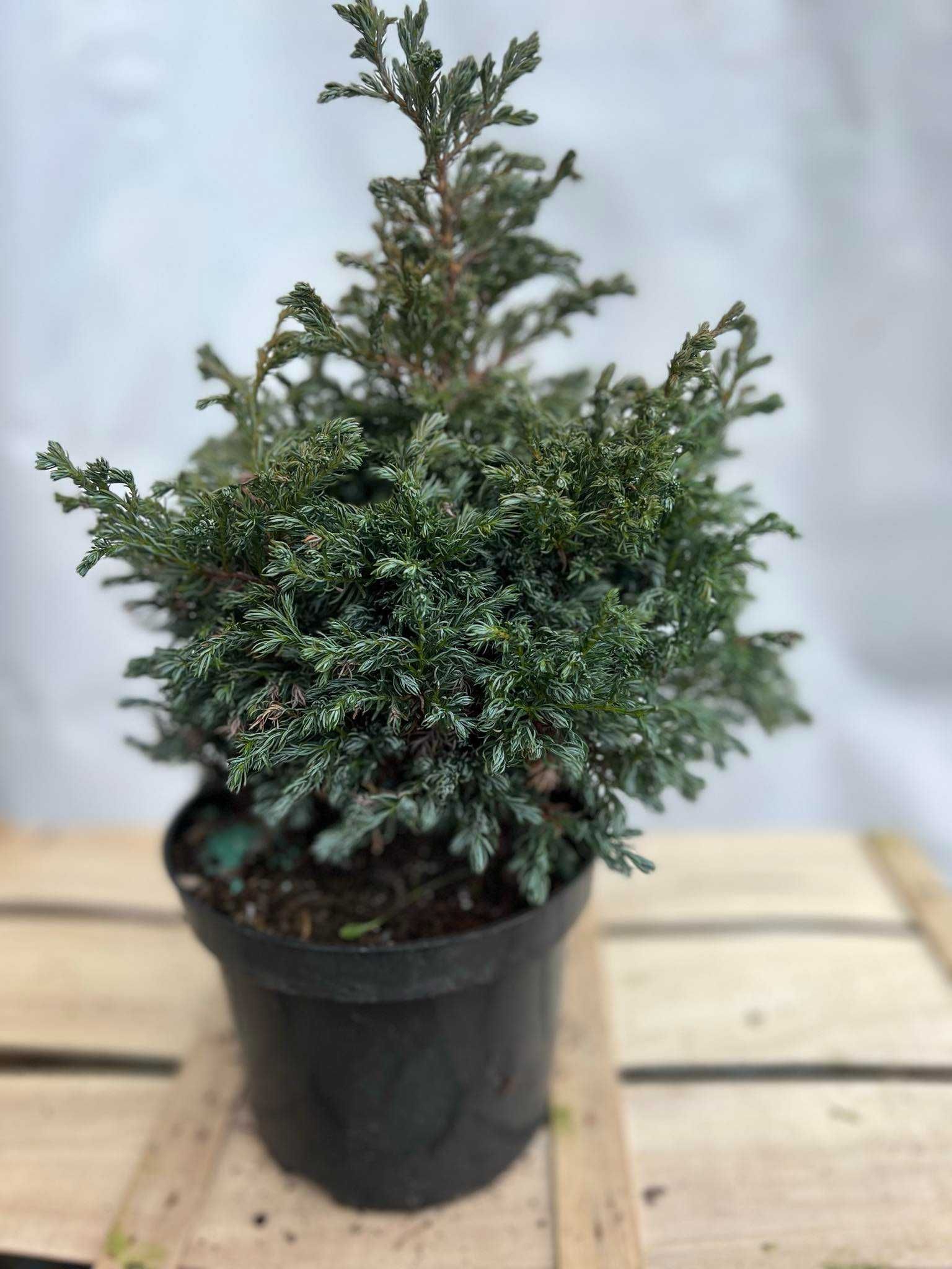Świerk CONICA zielony oraz  złocisty DAISY WHITE 20-30cm 1-2L jałowce