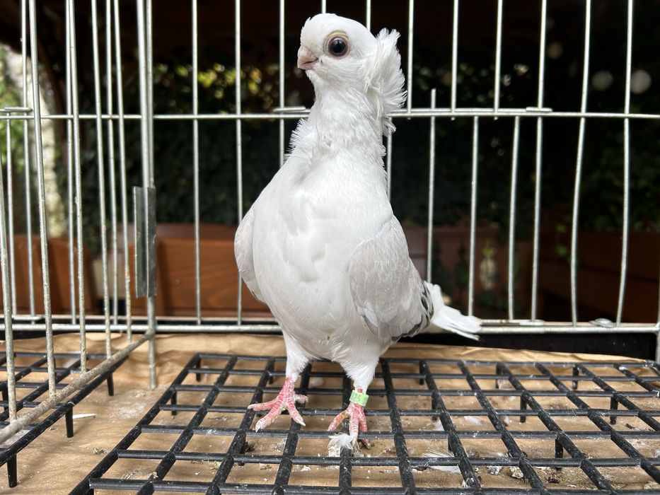 Gołębie ozdobne. Mewka polska samiczka 2025r