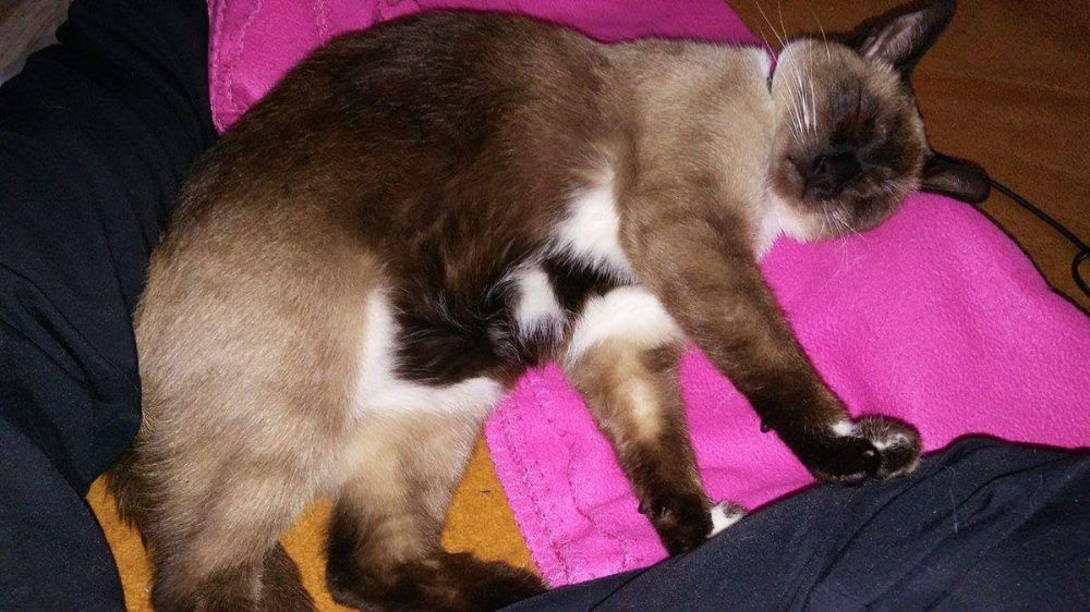 Zaginiona kotka w typie tajskim/syjamskim