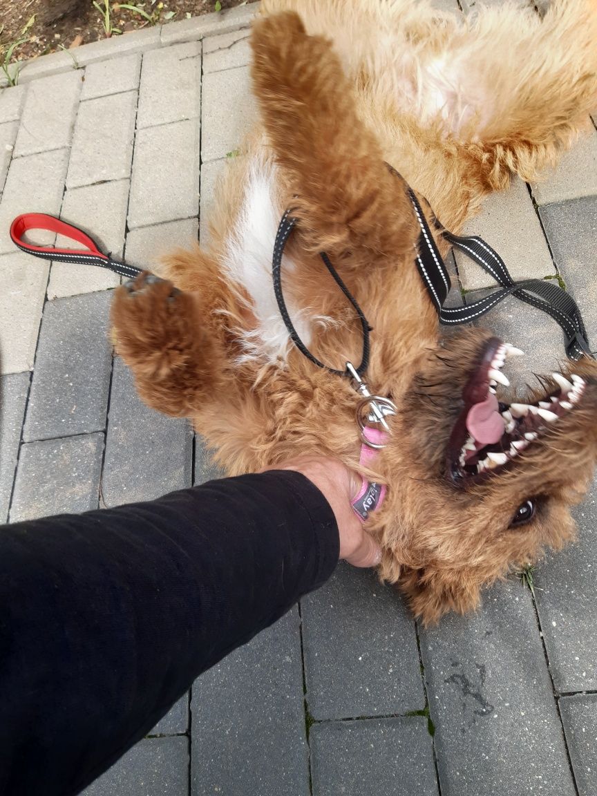 Śliczny młody piesek w typie teriera Toffi do adopcji ze schroniska.