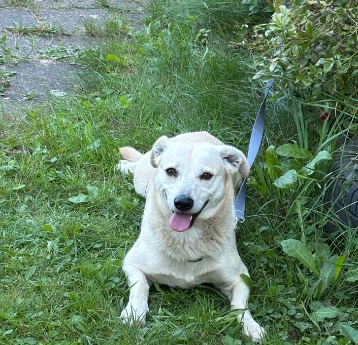 Oddam w dobre rece suczke lune