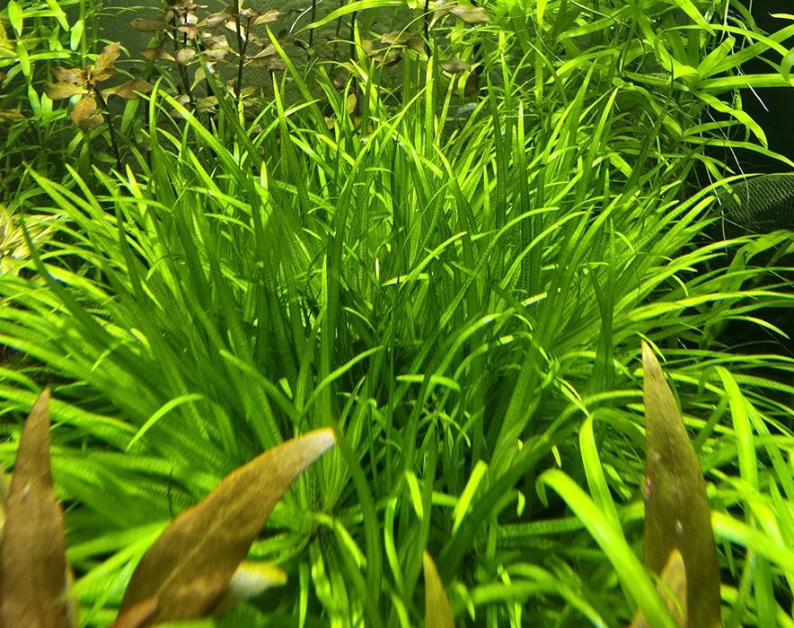 Акваріумні рослини