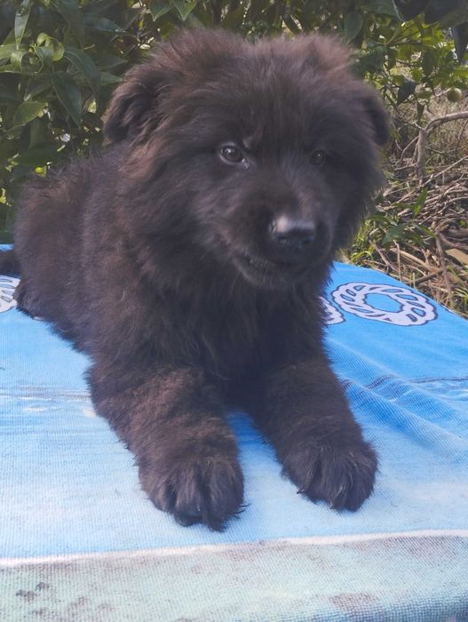 Pastor Alemão pêlo comprido com Lop