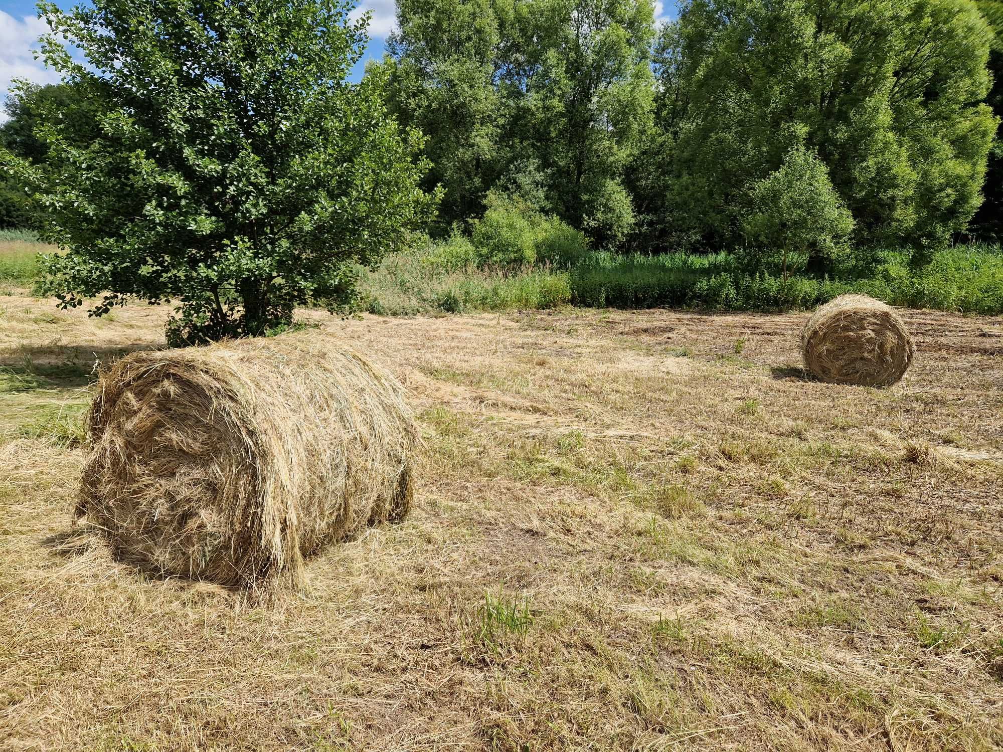 Siano 120 cm . 100 zł za szt