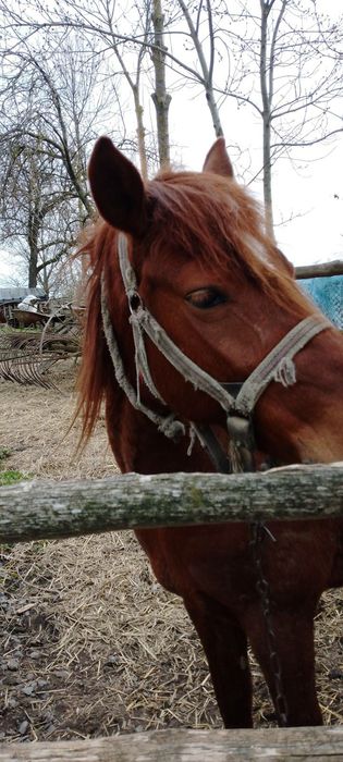 Продам коняняку спокійна