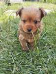 Yorkshire terrier piesek