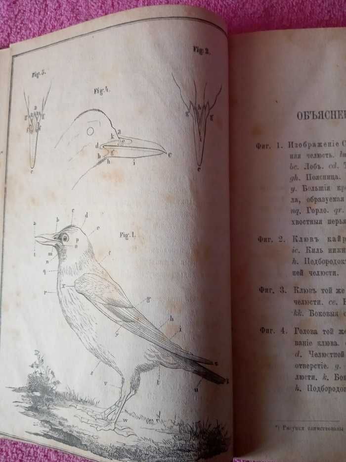 .Определитель птиц Европейской России 1880 года.