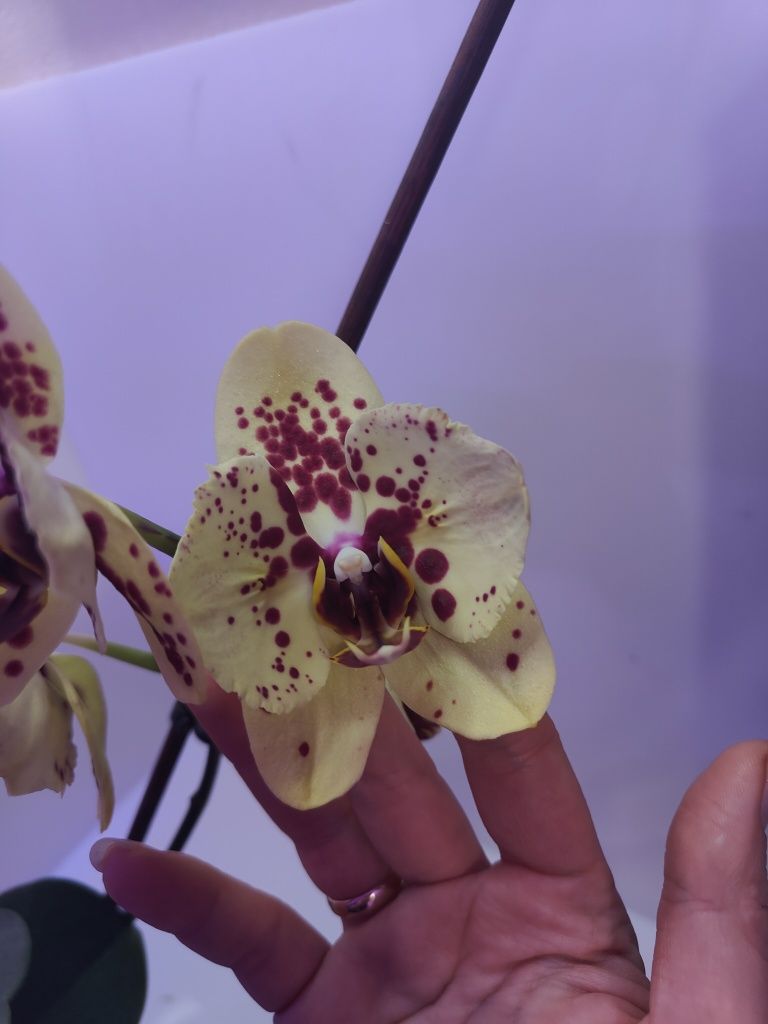 Орхидея Albufeira бабочка