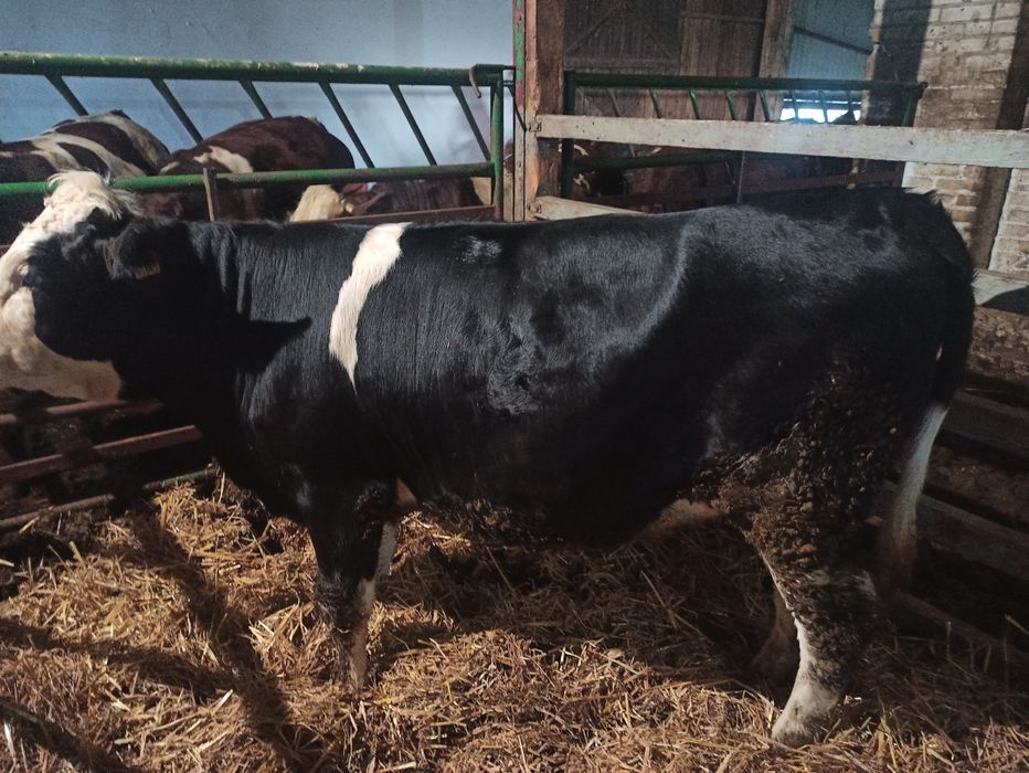 Jałówka mleczna 15msc, około 500kg,  MO montbeliarde, piękna!