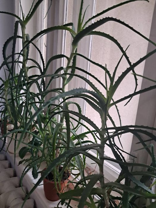 Продам Алоє