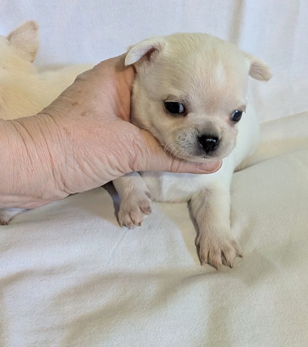 Chihuahua krótkowłosy FCI