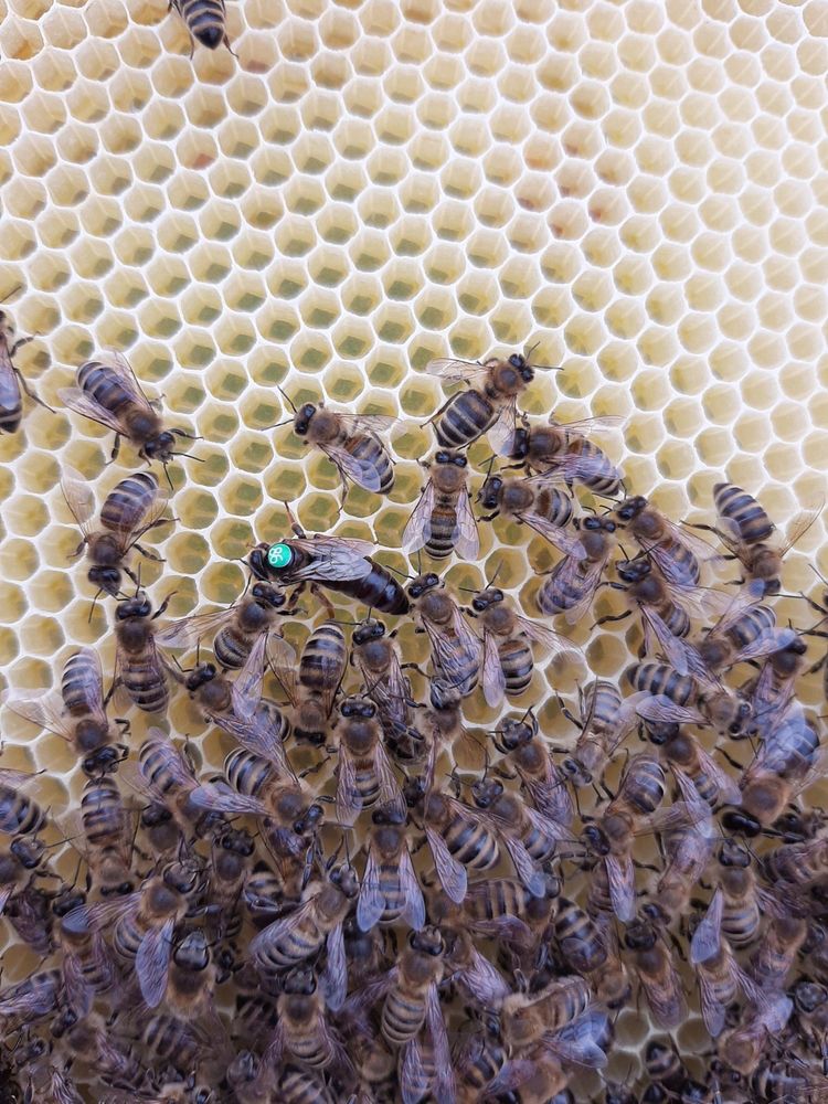 Чистопородні бджоломатки Карпатка (тип Говерла) матка, бджоли