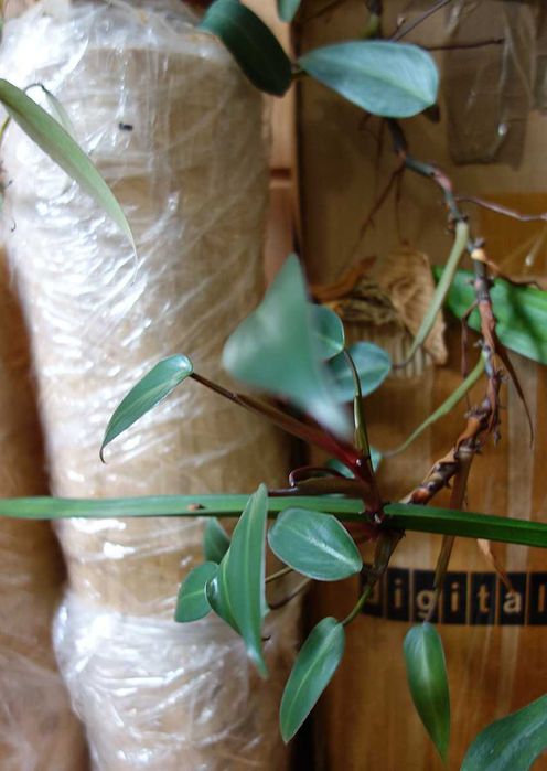 Филодендрон краснеющий, взрослый, 1-2 метра