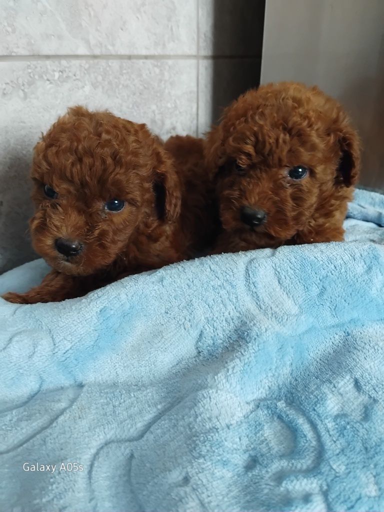 Pudel miniaturowy do rezerwacji