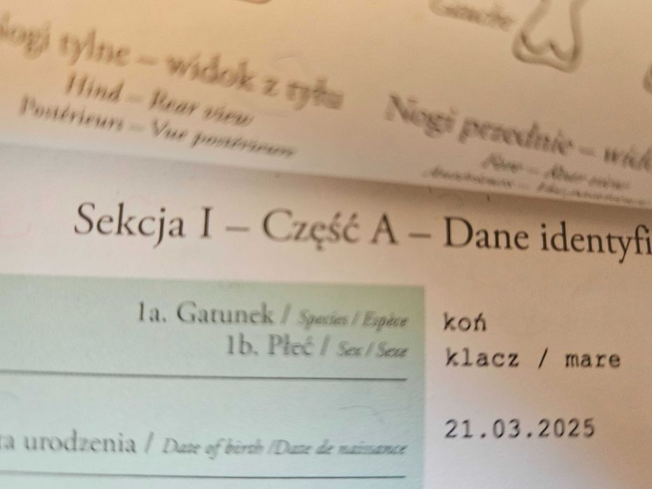 Klaczka źróbka 7 miesięczna