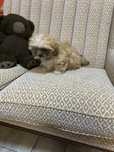 Piesek Shih Tzu droby z rodowodem