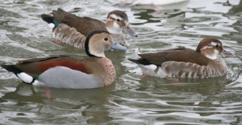 Kaczki  ozdobne  CYRANECZKI  CZERWONORAMIENNE   2   szt  samice