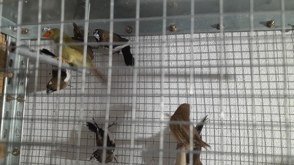 Casais Bengalins do Japão