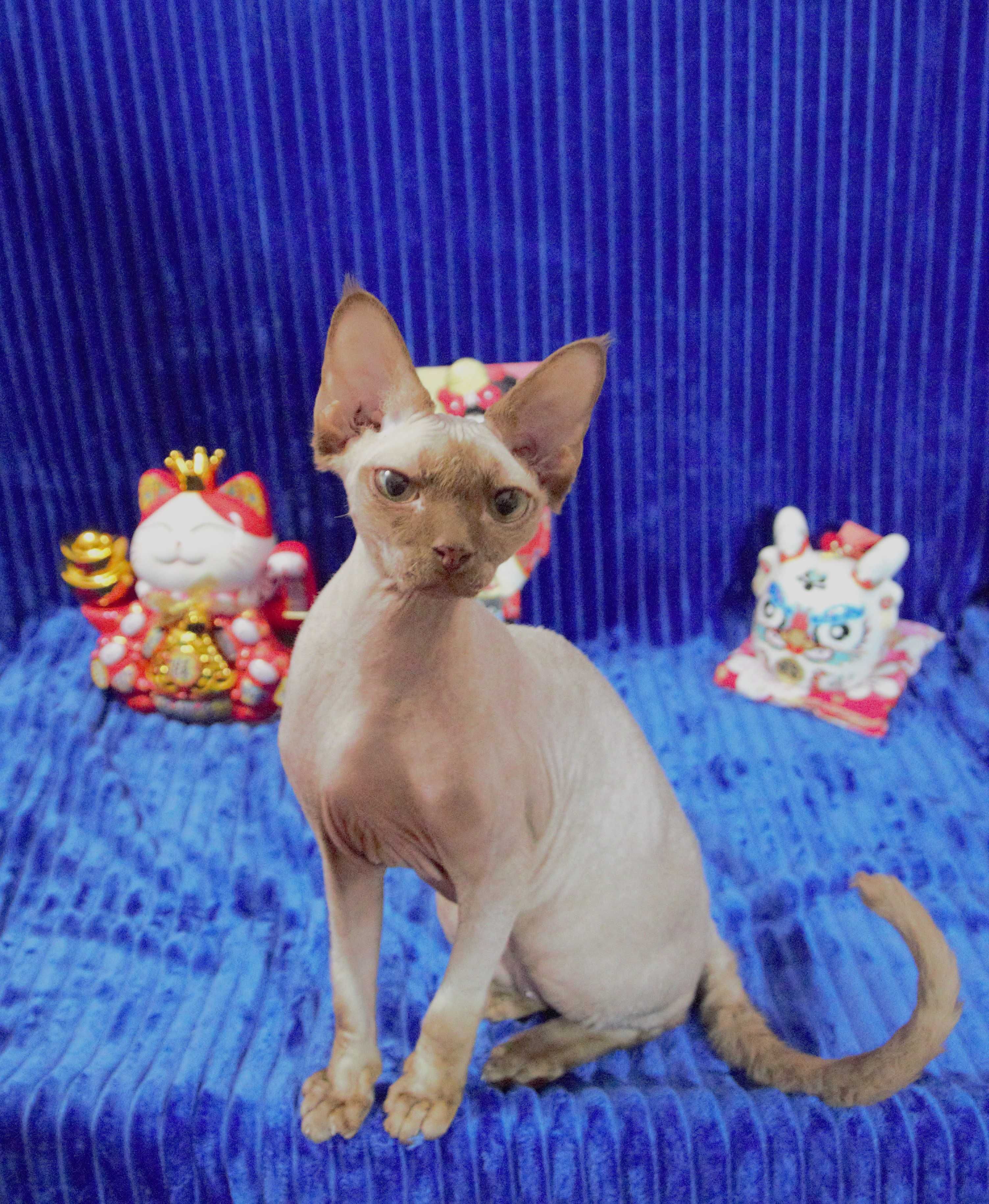 Kociak Devon Rex