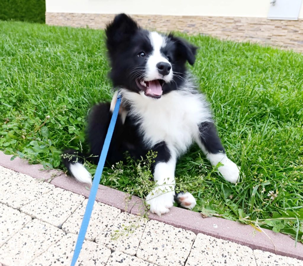 Piesek border collie ZKwP samczyk