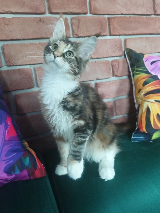 Piękna koteczka Maine Coon